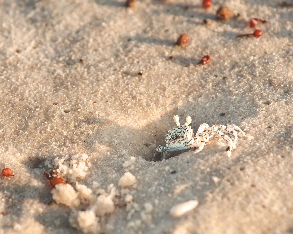 Close-up macro shot of tiny seashells and sand grains on beach.