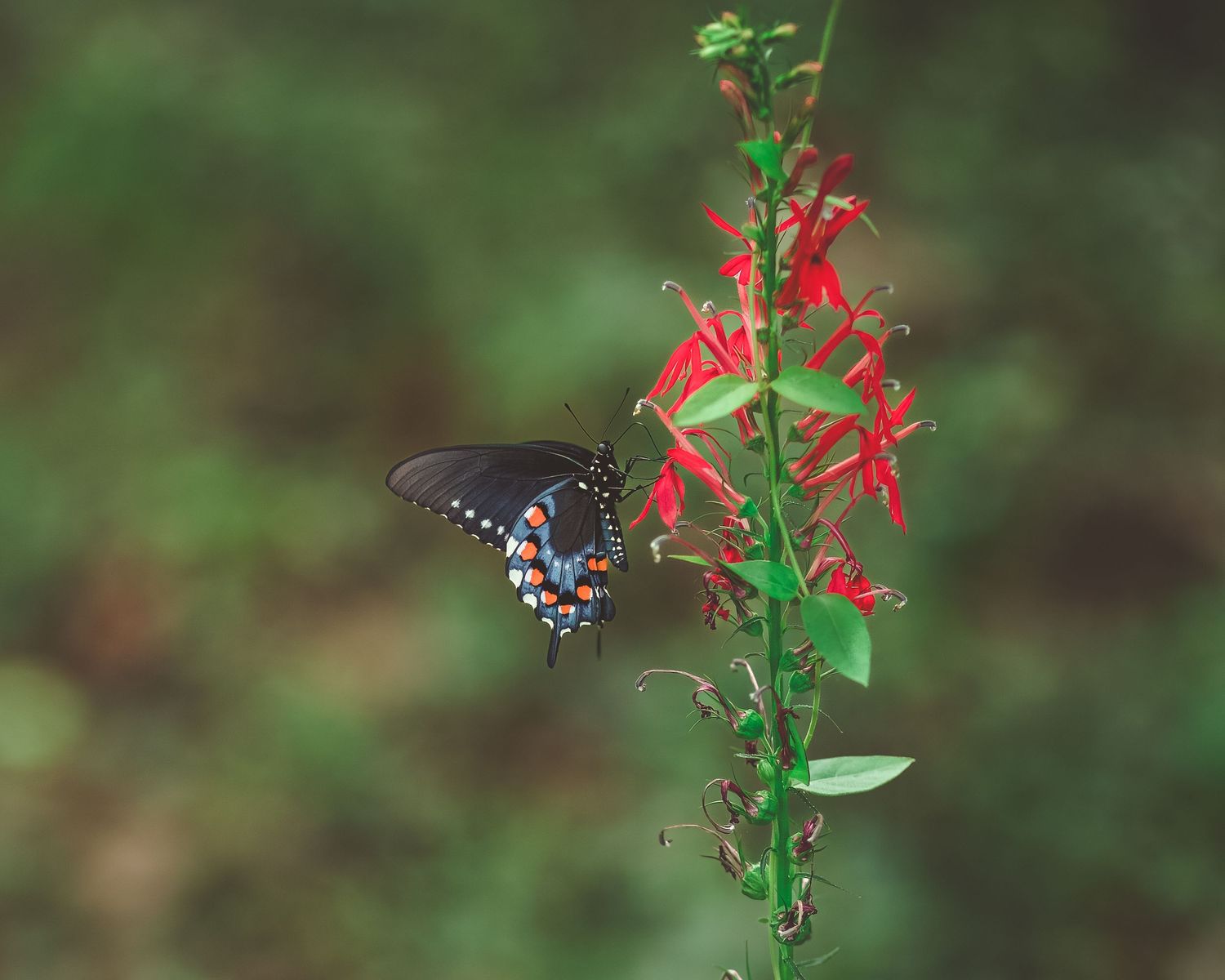 Close-up of a Pipevine Swallowtail butterfly feeding on bright red cardinal flowers.
