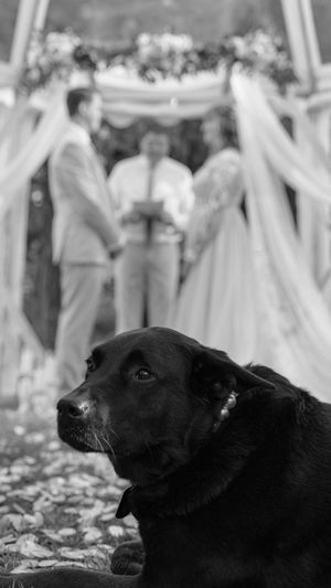 Black Labrador dog in foreground with wedding ceremony taking place behind under decorated arch in black and white photo.