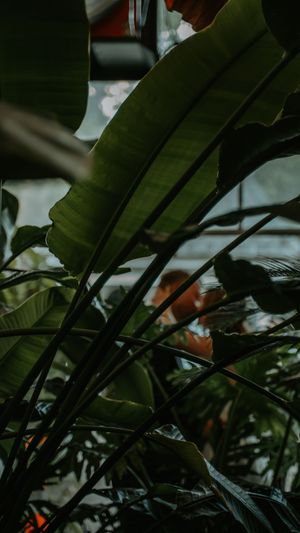 Dark green tropical leaves creating a dramatic natural pattern and texture.
