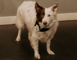 A white dog stands on a dark floor with string lights hanging in the background.