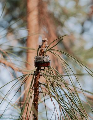 Close-up view of a pine tree branch with long green needles against a blurred natural background.