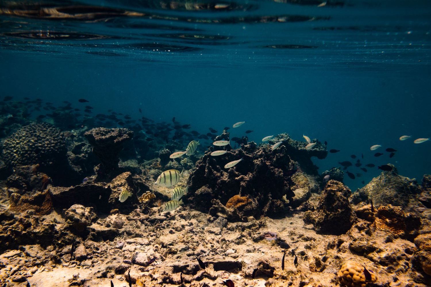 Tropical fish swim above rocky reef formations in clear blue waters.