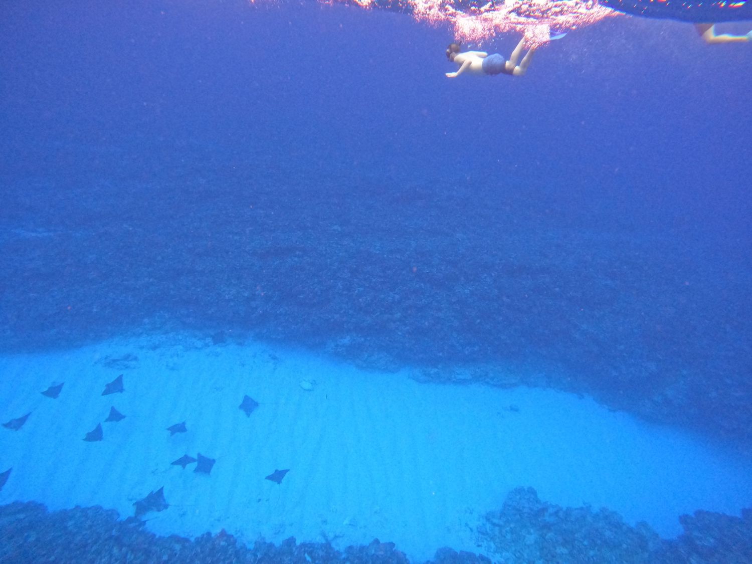 Aerial view of a coral reef with schools of fish visible in bright turquoise waters.