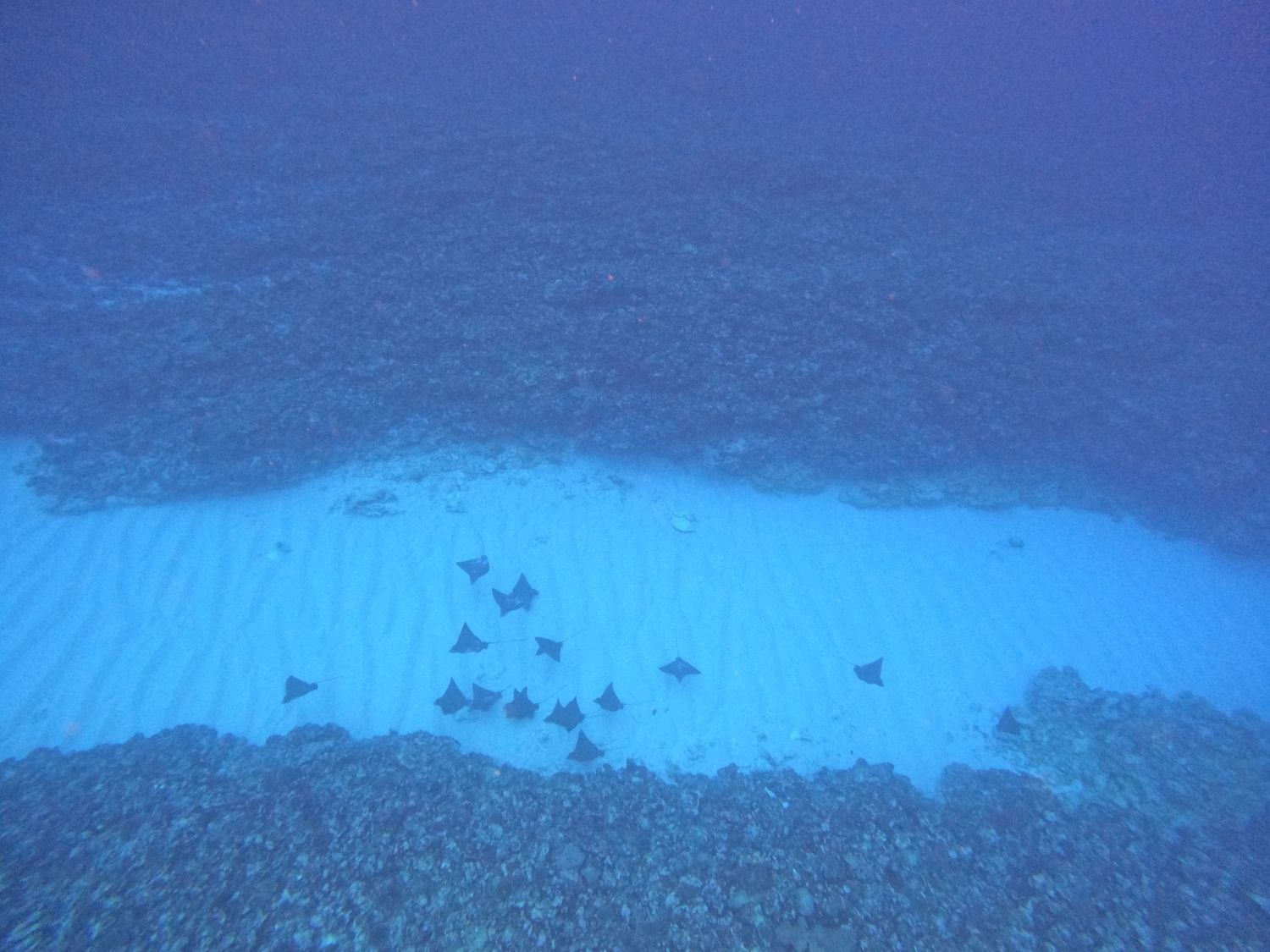 Schools of tropical fish swimming over a vibrant blue coral reef formation.