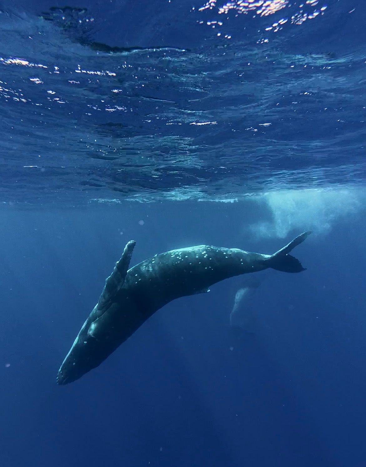Humpback whale swimming gracefully underwater in deep blue ocean, viewed from below near the surface.