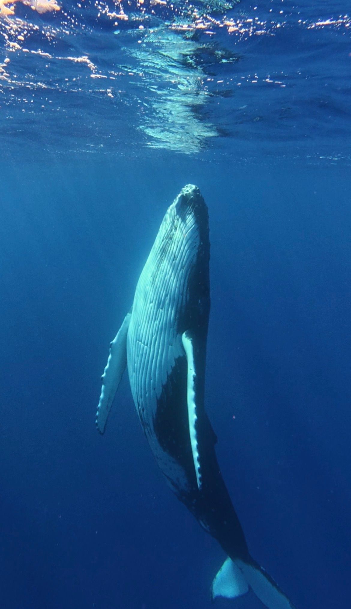 A humpback whale swimming vertically toward the ocean surface in clear blue water, viewed from underwater.