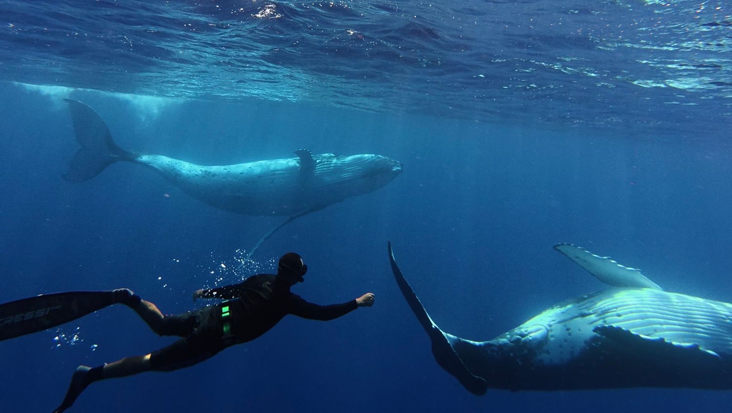 Scuba diver swimming alongside massive humpback whales in clear deep blue ocean water.