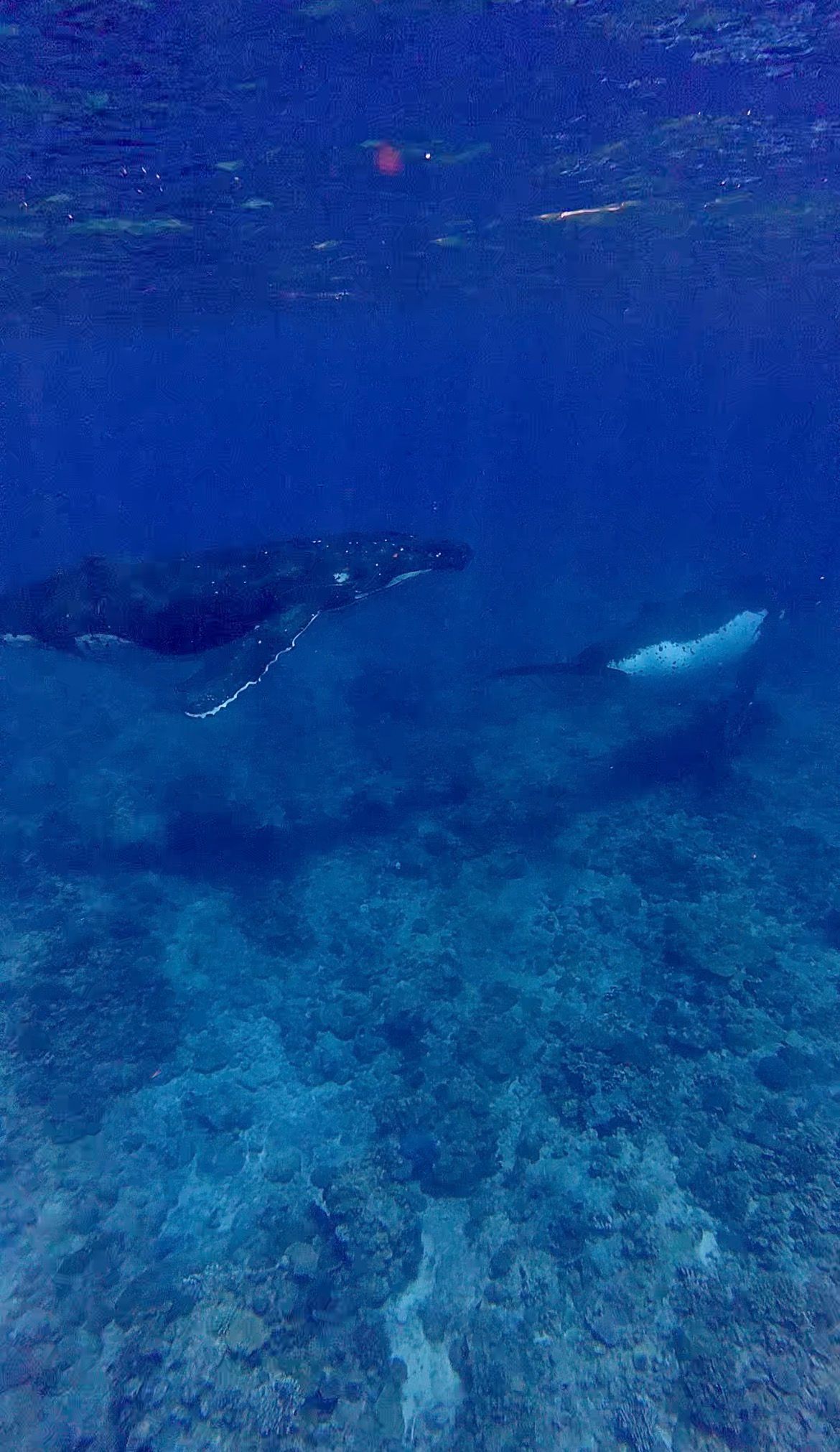 Underwater photo of two humpback whales swimming gracefully over a coral reef in clear blue ocean water.