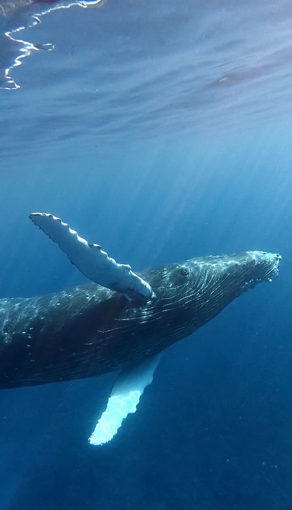 A majestic humpback whale glides gracefully underwater in clear blue ocean, its white pectoral fin extended toward the surface.