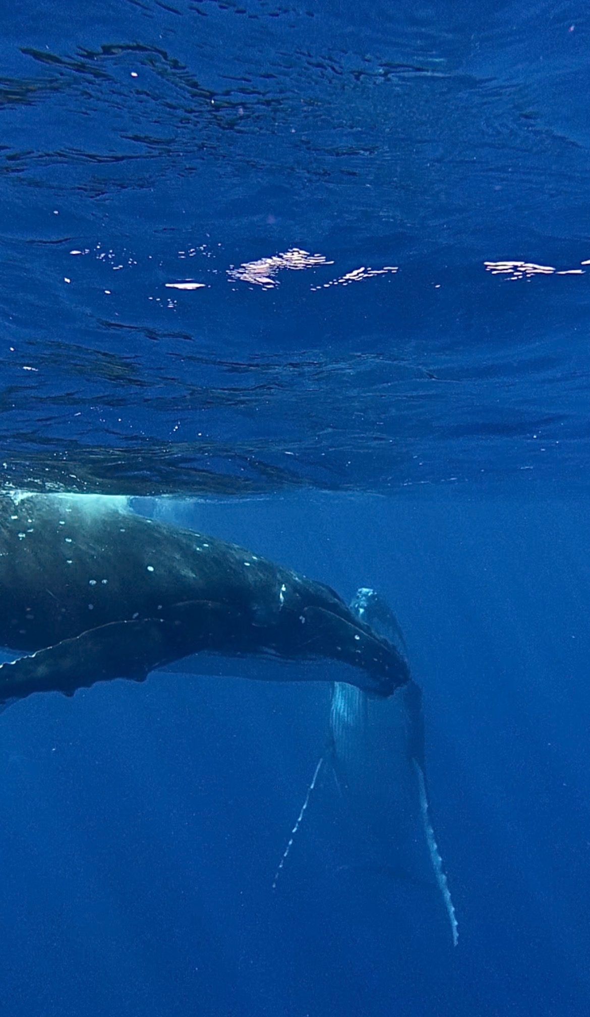 Underwater view of a humpback whale swimming near the ocean surface in deep blue tropical waters.