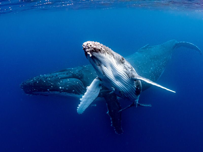 Two humpback whales swimming gracefully together in deep blue ocean water, showcasing their massive size and distinctive markings.