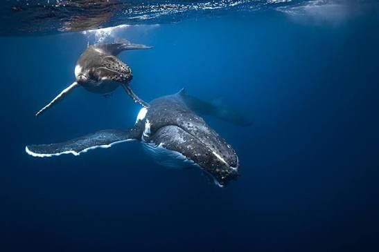Two humpback whales swimming gracefully underwater in deep blue ocean, captured in stunning underwater photography.