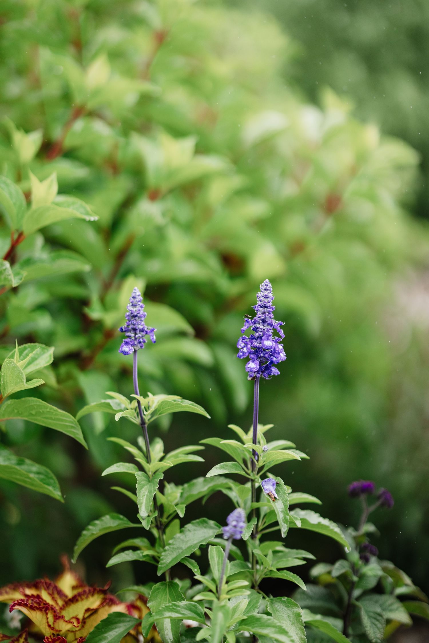 Tall purple salvia flowers bloom among vibrant green foliage in a lush garden setting.