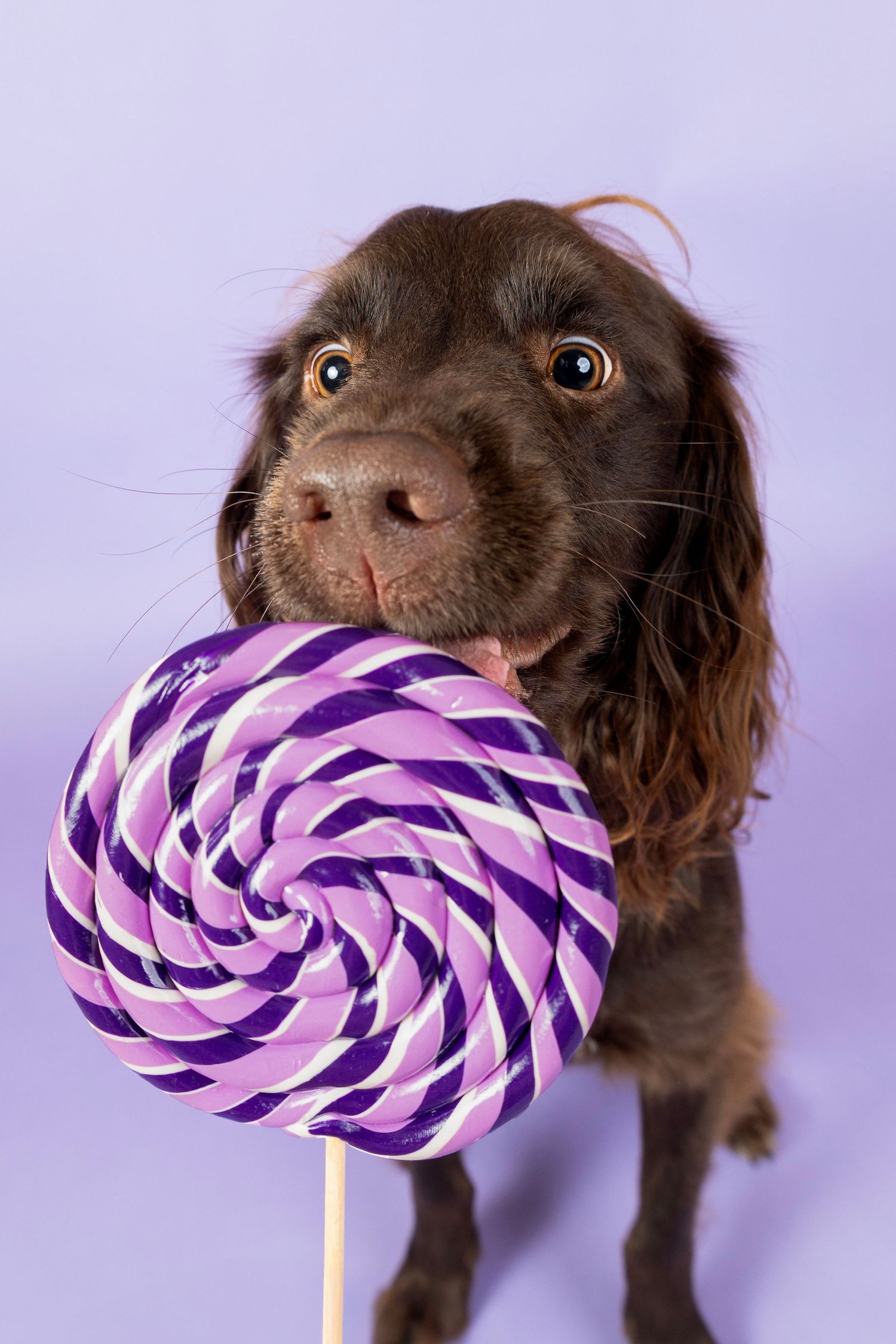 A golden retriever dog licking a large colorful rainbow swirl lollipop against a bright blue background.