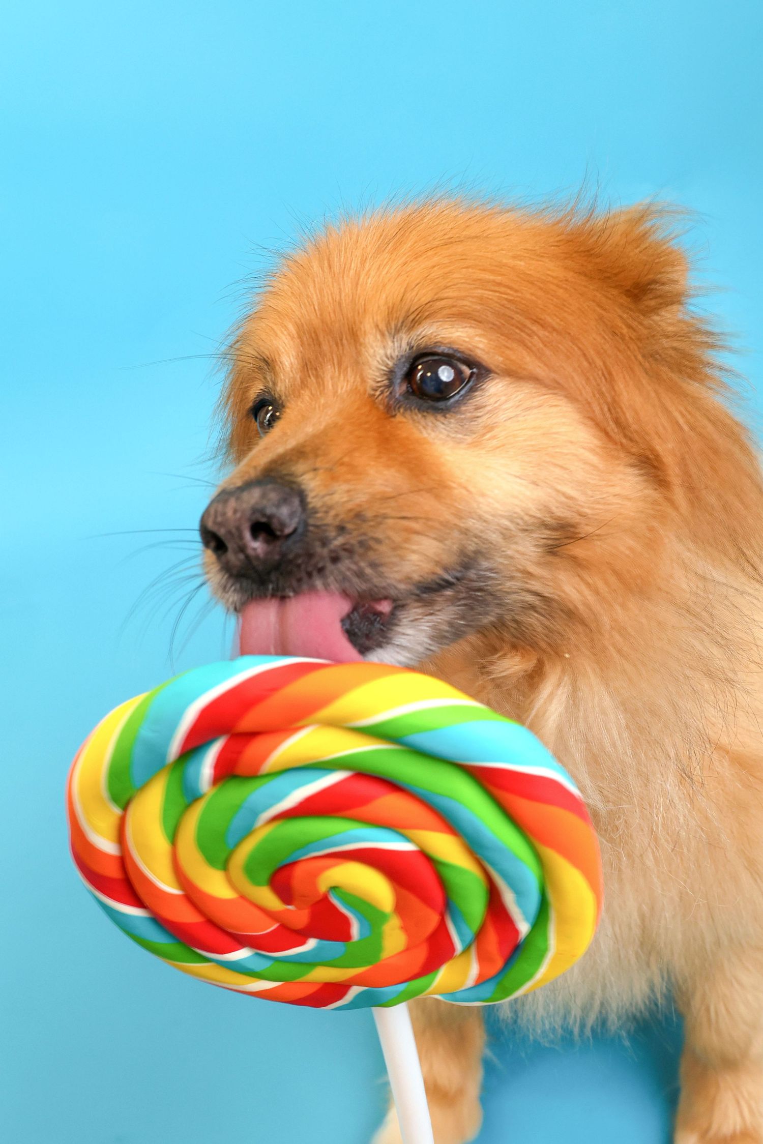 A golden retriever dog licking a large colorful rainbow swirl lollipop against a bright blue background.