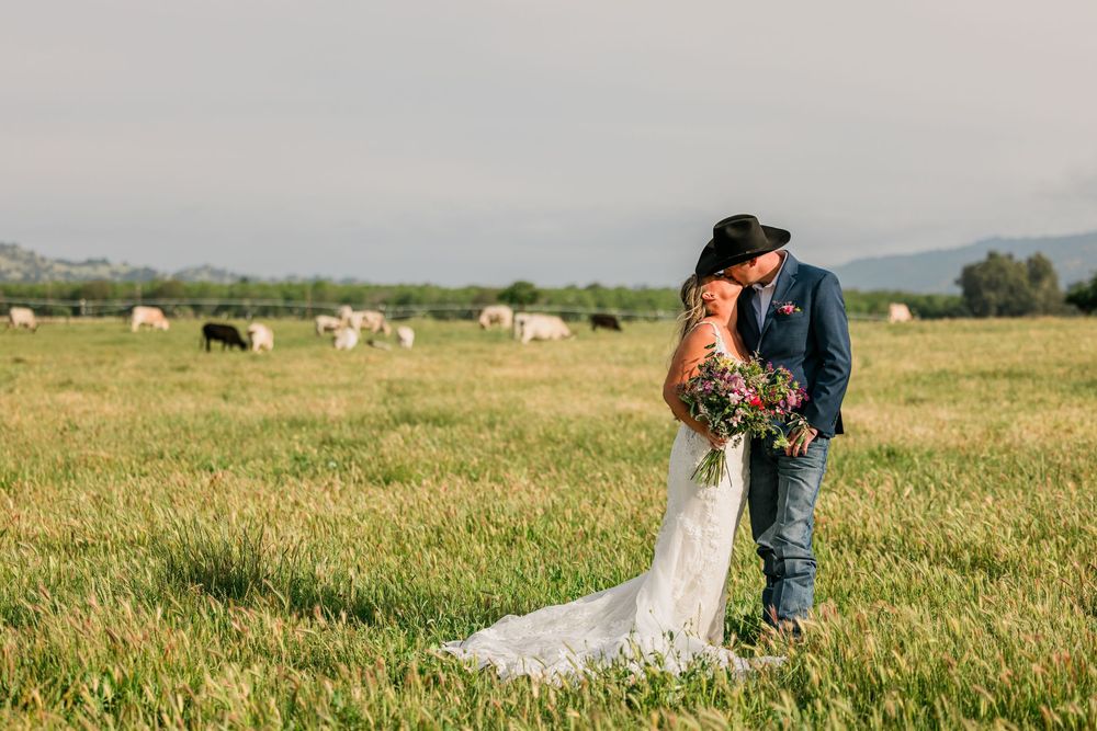 Bride and groom share a romantic kiss in a lush green field with cattle grazing in the background.