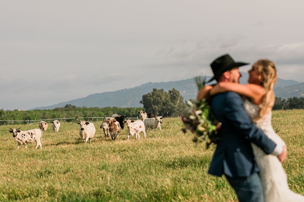 Bride and groom embrace in a rustic farm field with longhorn cattle grazing and mountains in the background.