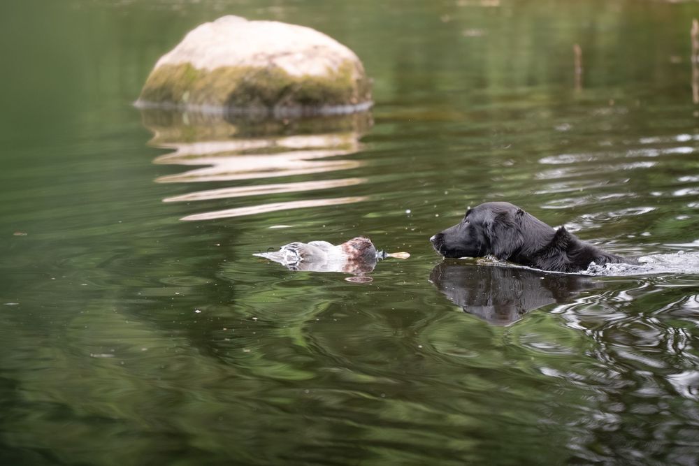 Black Labrador retriever swimming in a calm green lake, carrying a retrieved object in its mouth near a large rock.