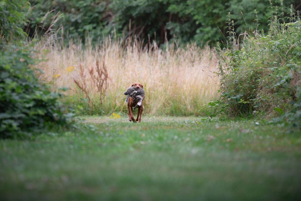 A dog runs through a lush green park with tall grass and trees in the background.