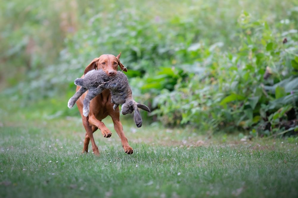 A Vizsla dog running across green grass carrying a caught pheasant bird in its mouth during a hunting retrieve.
