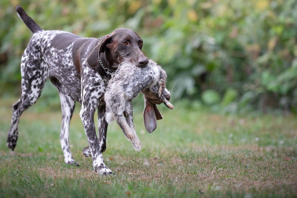 German Shorthaired Pointer retrieves a bird while running across a grassy field during a hunting training session.