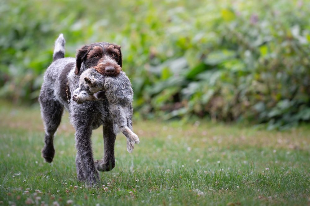 A Wirehaired Pointing Griffon runs across green grass carrying a bird in its mouth.
