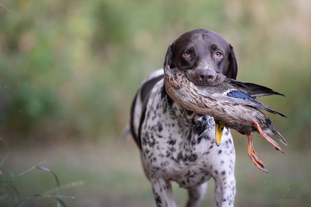 A German Shorthaired Pointer retrieves a mallard duck in its mouth during a hunting session outdoors.