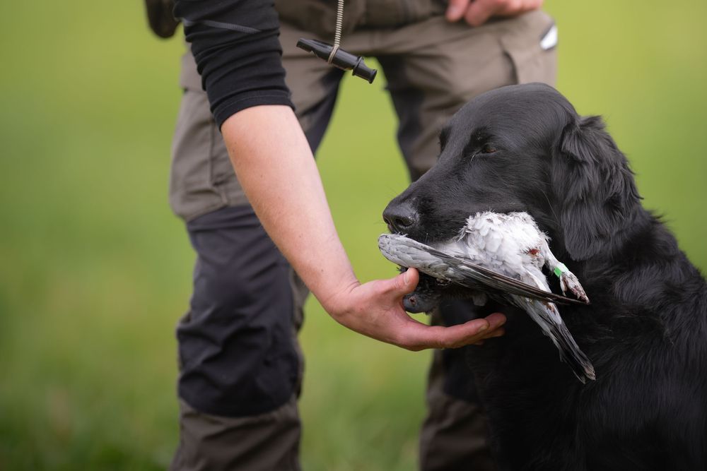 Black Labrador retriever delivering a bird to a hunter's hand during a field training exercise.