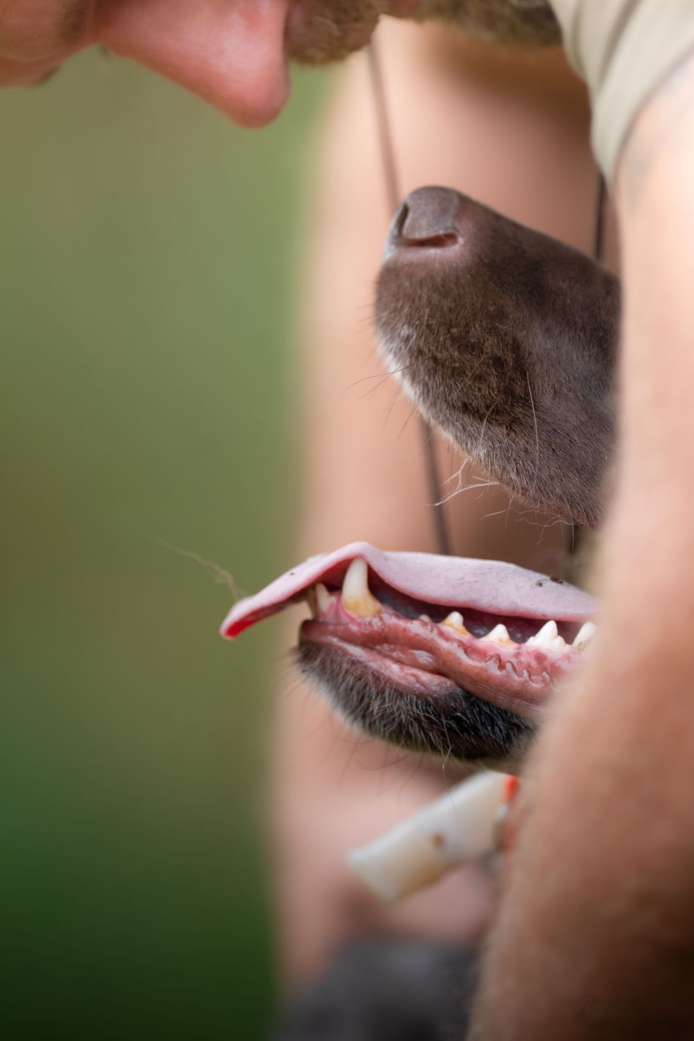 Close-up of a dog's mouth being examined, showing teeth and gums during a veterinary dental checkup.
