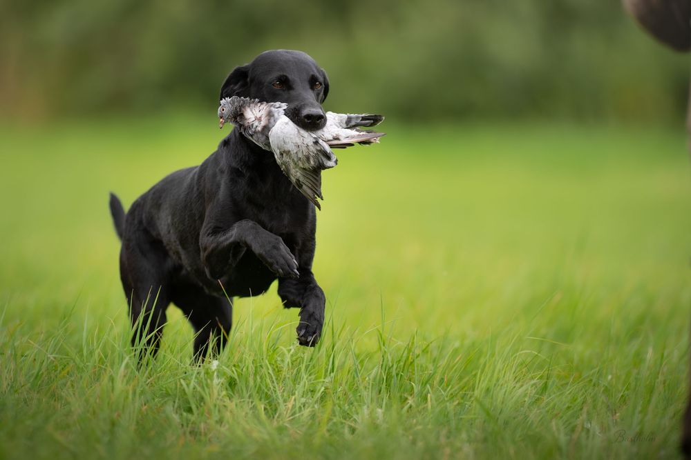 Black Labrador retriever running through green grass while carrying a bird in its mouth during a hunting retrieve.