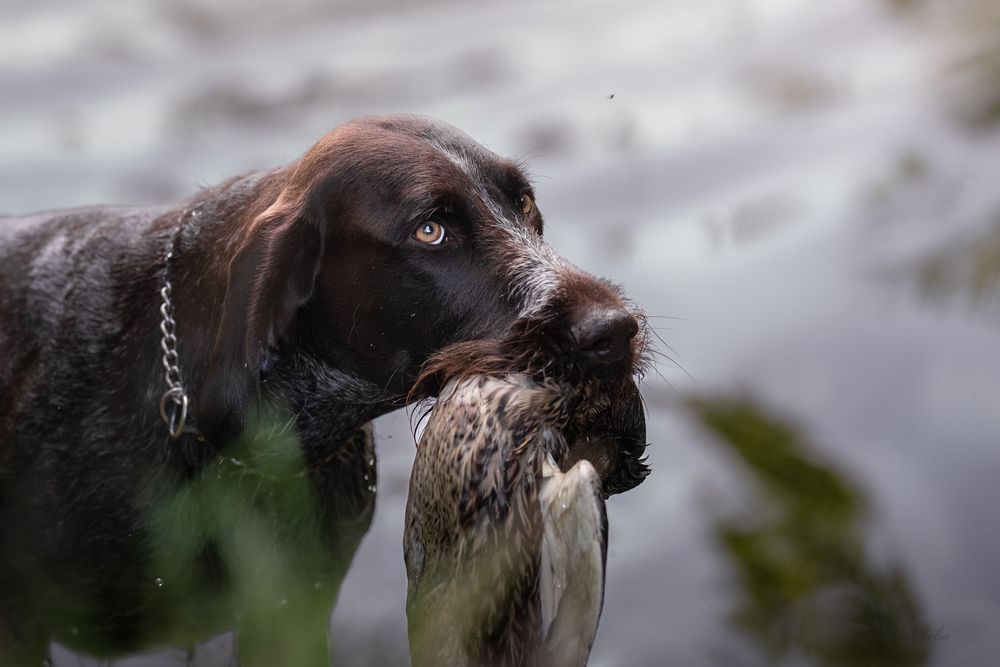 A dark brown hunting dog with a chain collar retrieves a duck bird in its mouth outdoors.