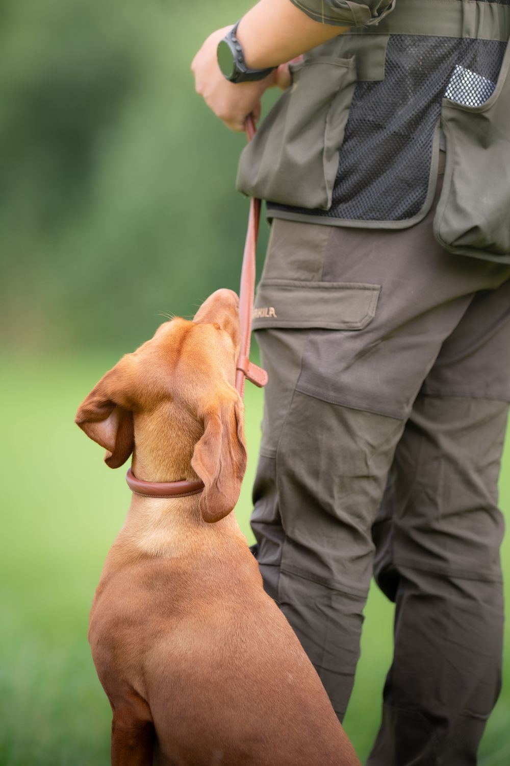 A Vizsla dog sits attentively beside a handler in olive green pants, connected by a pink leash outdoors.