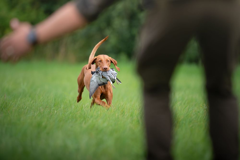 A Vizsla retriever dog carries game bird in mouth while running toward hunter across green grass field.