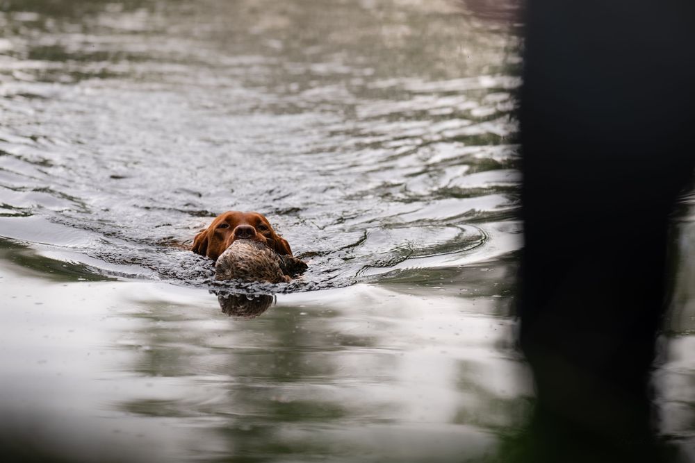 A brown dog swimming through calm water, with its head above the surface, creating ripples around it.