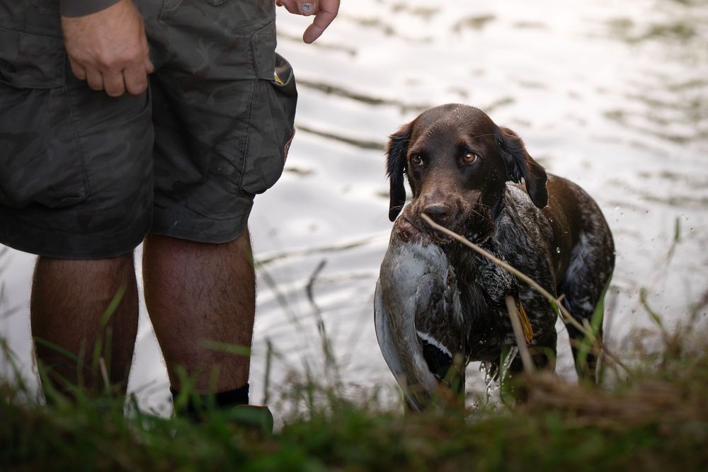 A chocolate Labrador retriever carrying a duck in its mouth while hunting near water with its owner.