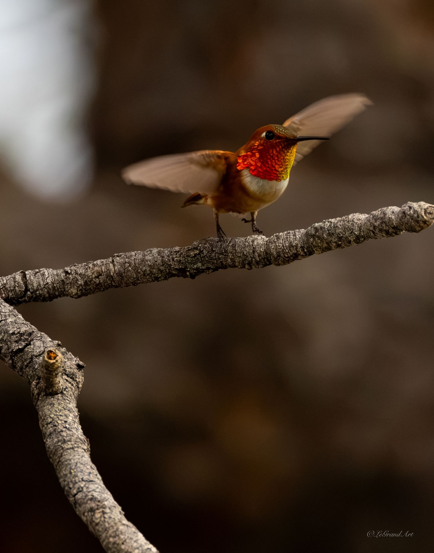 A rufous hummingbird spreads its wings while perched on a bare branch against a warm brown bokeh background.