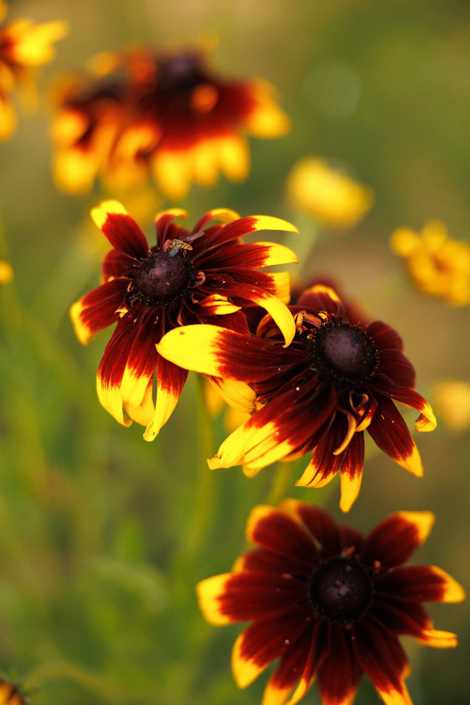 Vibrant red and yellow Rudbeckia flowers blooming in a garden with a soft green bokeh background.