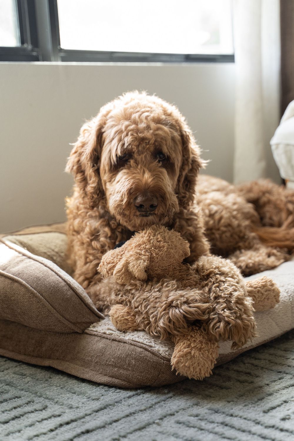A fluffy golden Labradoodle rests on a dog bed holding a matching curly teddy bear toy near a window.