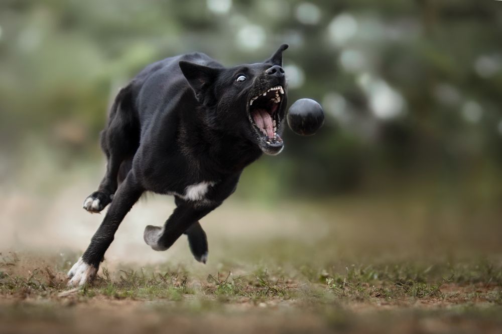 Fotografia Cani a Cuneo e provincia. Azione