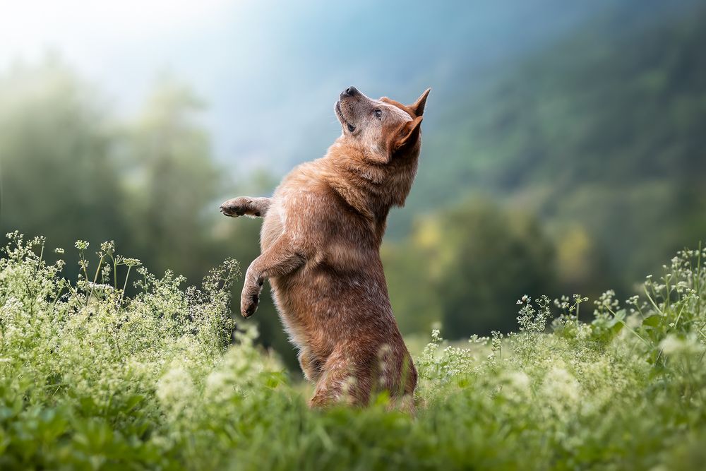 Fotografia Cani a Cuneo e provincia. Azione
