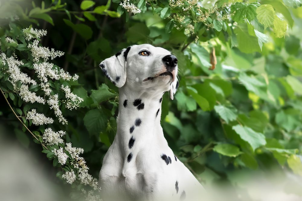 Fotografia Cani a Cuneo e provincia. Ritratto