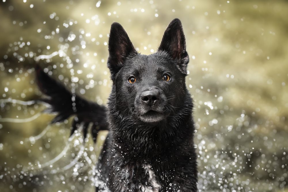 Fotografia Cani a Cuneo e provincia. Azione