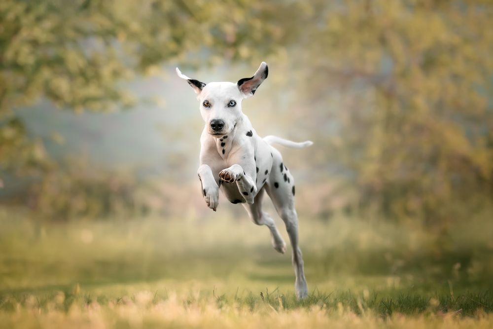 Fotografia Cani a Cuneo e provincia. Azione