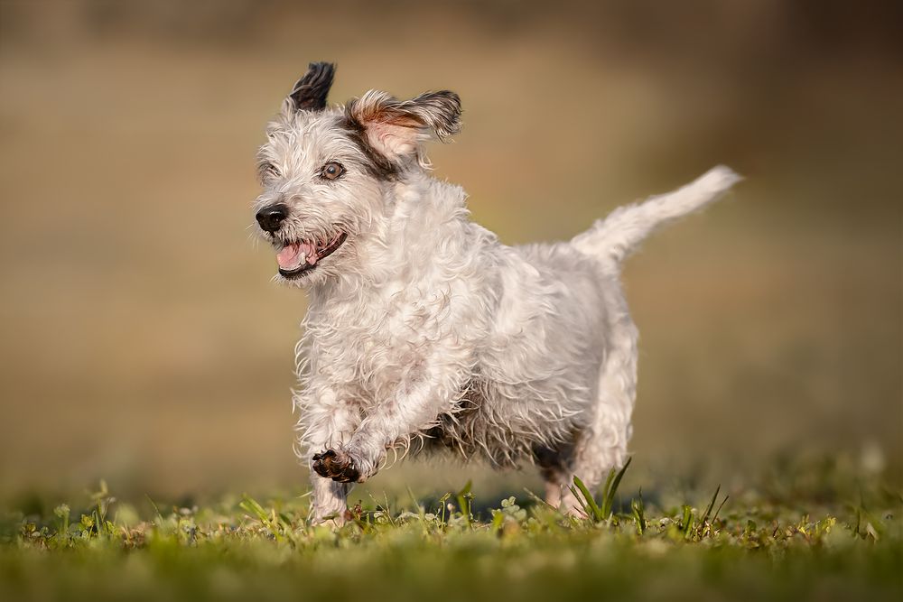 Fotografia Cani a Cuneo e provincia. Ritratto