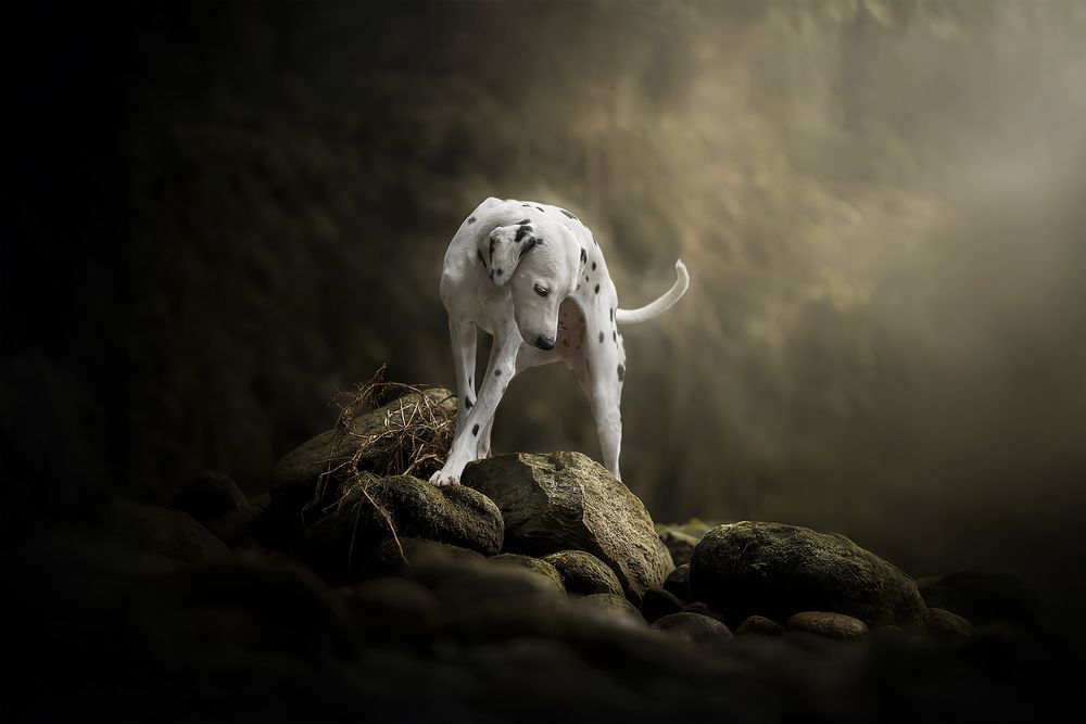 Fotografia Cani a Cuneo e provincia. Ritratto