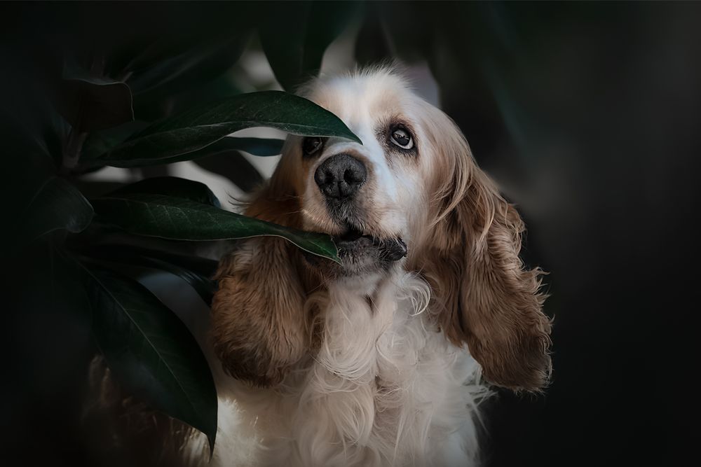 Fotografia Cani a Cuneo e provincia. Ritratto