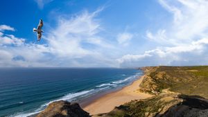 A seagull soars over a stunning coastal beach with golden sand, turquoise ocean waves, and dramatic cliffs under a blue sky.