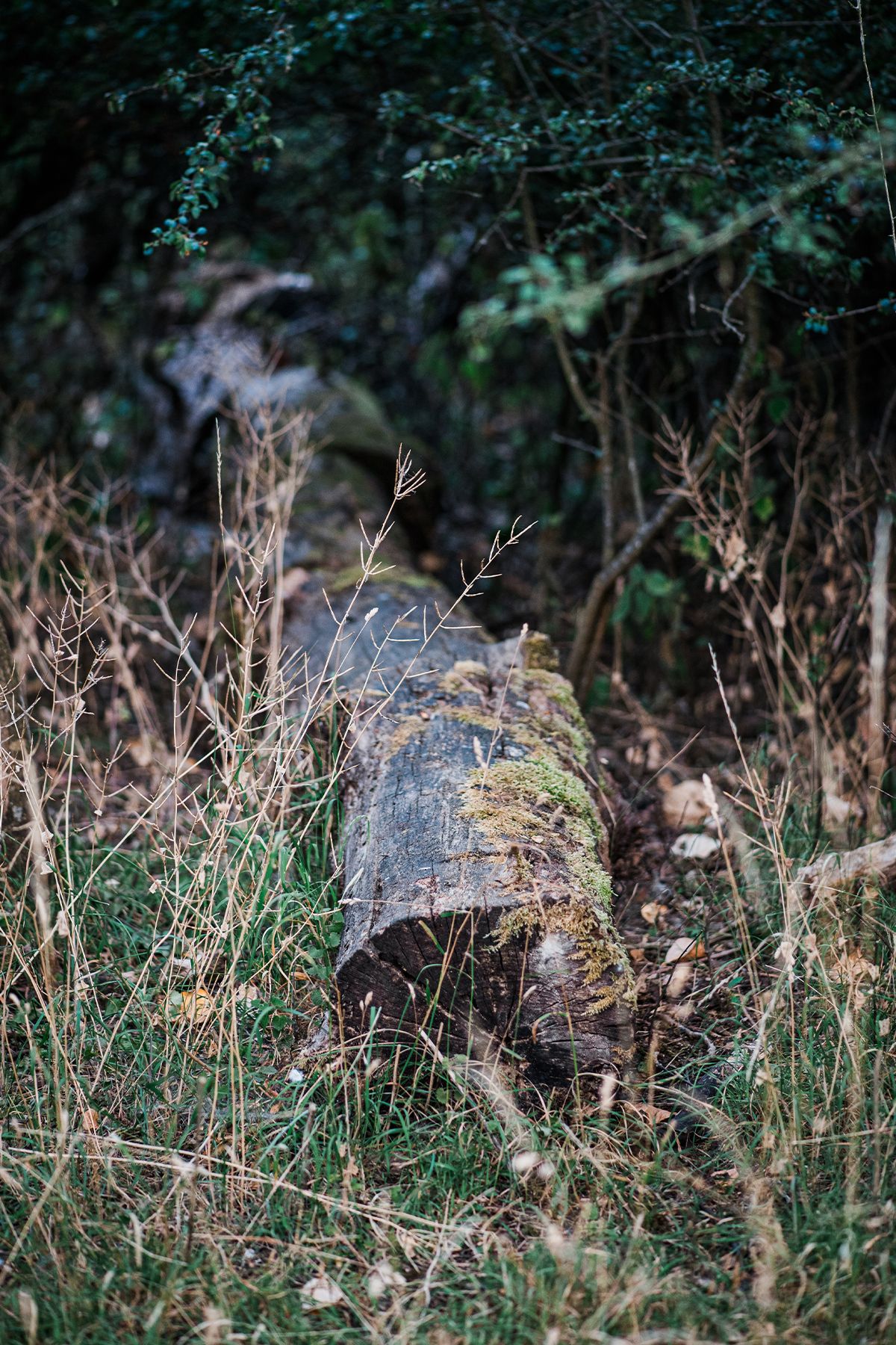 A mossy fallen tree trunk rests among dry grass and wild shrubs in a dense, dark forest setting.