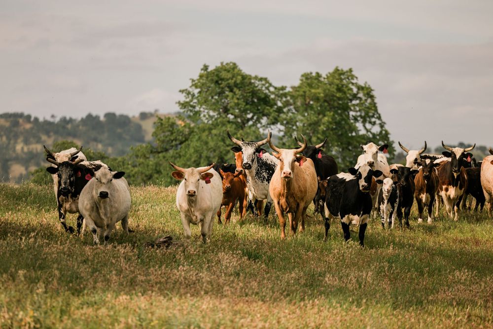 Herd of cattle grazing on a green hillside pasture with trees in the background on a cloudy day.